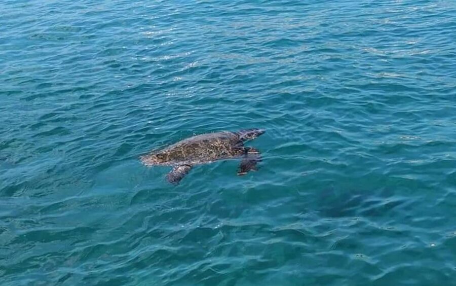 Agios Sostis: Marathonissi, Keri Caves, and Turtle Spotting - Looking for Caretta Caretta turtles