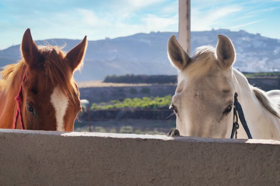 Akrotiri: Guided Horseback Riding Day Trip to a Beach - Should you book the Akrotiri horse ride?