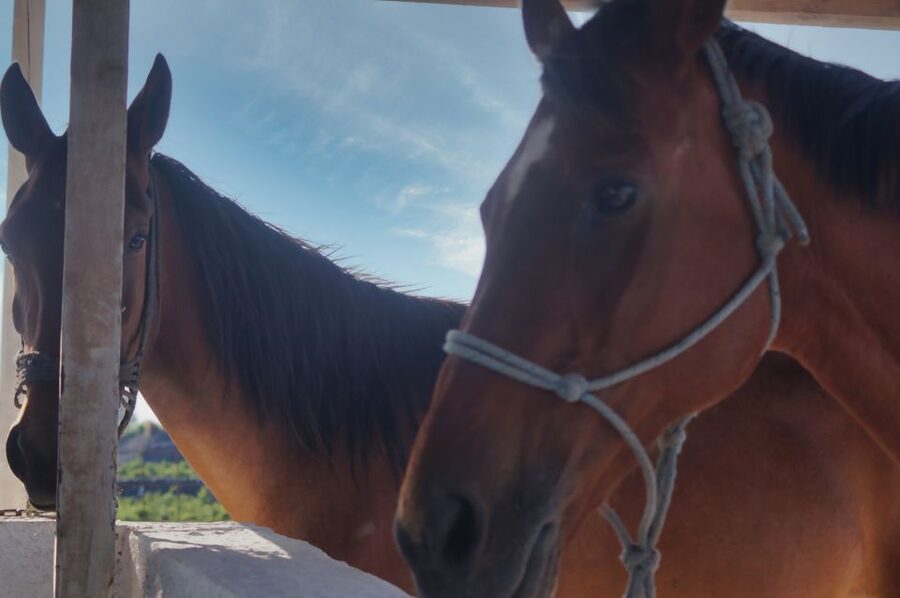 Akrotiri: Guided Horseback Riding Day Trip to a Beach - Who should book this ride?