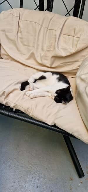 Athens: Cat Cafe Visit with Drink and Sweet - Key points to know before you go