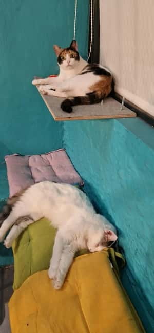 Athens: Cat Cafe Visit with Drink and Sweet - A quiet cat break in central Athens