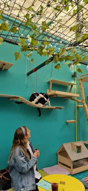 Athens: Cat Cafe Visit with Drink and Sweet - The cats are the main event