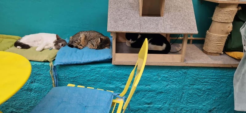 Athens: Cat Cafe Visit with Drink and Sweet - The setting: natural light, comfortable seating, and cat-themed details