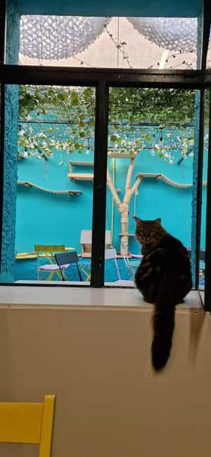 Athens: Cat Cafe Visit with Drink and Sweet - Drinks, sweets, and the wider café menu