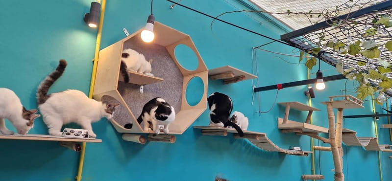 Athens: Cat Cafe Visit with Drink and Sweet - The adoption mission gives your visit a purpose