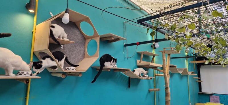 Athens: Cat Cafe Visit with Drink and Sweet - Activities beyond a normal café visit
