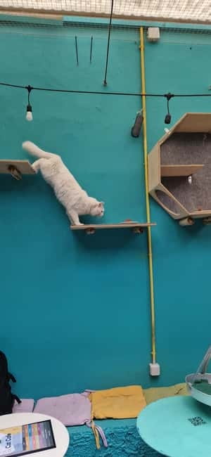 Athens: Cat Cafe Visit with Drink and Sweet - Who will enjoy this experience most