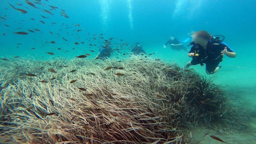 Athens East Coast: Discover Scuba Diving in Nea Makri - The 30 to 40 minute visit below the surface