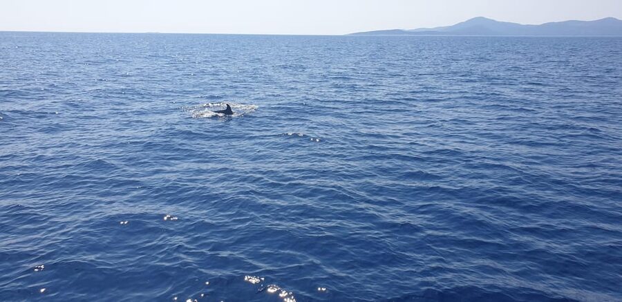 Athens: Riviera Catamaran Tour with Fresh Meal and Drinks - The seven-dish meal is the cruise’s big advantage
