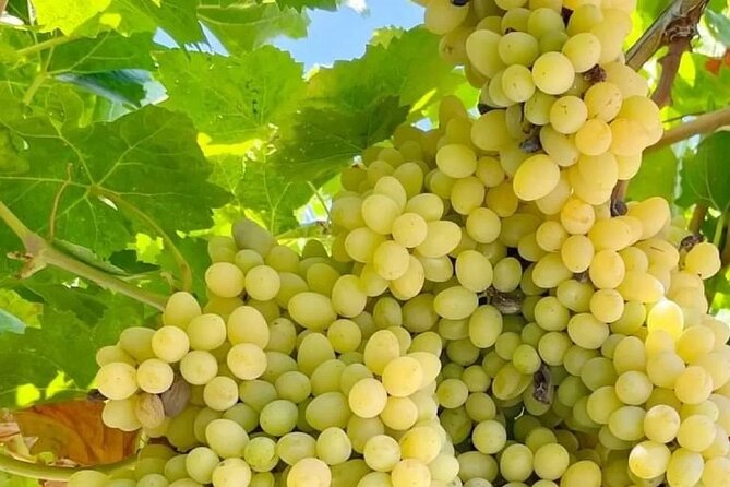 Best Rhodes Tour with Wine Tasting Experience from Cruise Port - The wine tasting and the Greek connection to Dionysus
