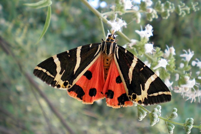 Butterfly Valley & Wine, Olive Oil, Honey Tasting Tour (Small Group) - Walking through Butterfly Valley