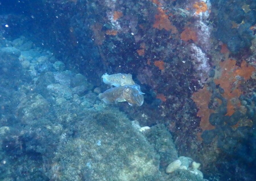 Chalkidiki: Scuba Diving for Beginners in Kassandra - What this Kassandra scuba session is really like