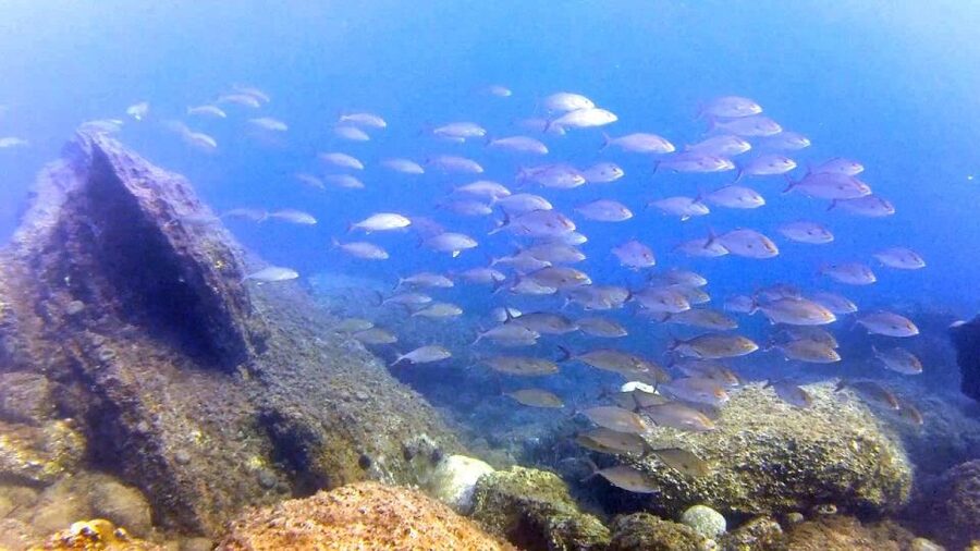 Chalkidiki: Scuba Diving for Beginners in Kassandra - The instructor style: calm beats dramatic