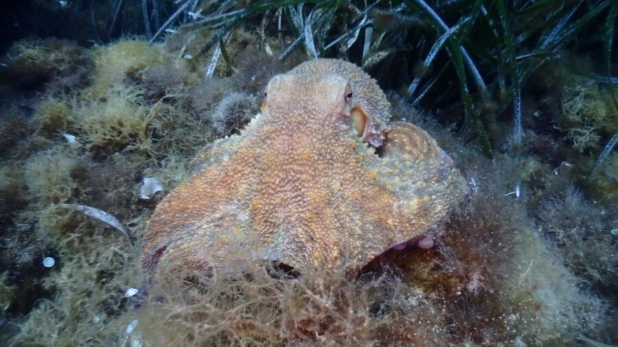 Chalkidiki: Scuba Diving for Beginners in Kassandra - The pickup across the Kassandra Peninsula