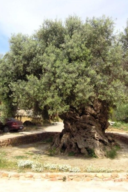 Chania Area: Food Tasting Tour with Winery Visit & Swim Stop - Pnevmatikakis Winery in Kissamos