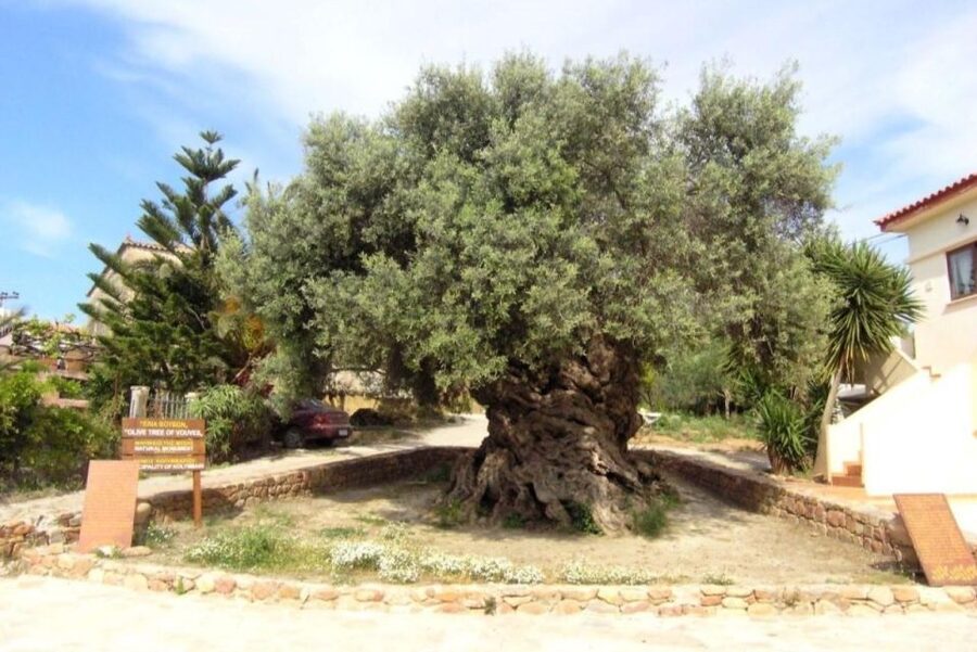 Chania Area: Food Tasting Tour with Winery Visit & Swim Stop - Who will enjoy this experience most