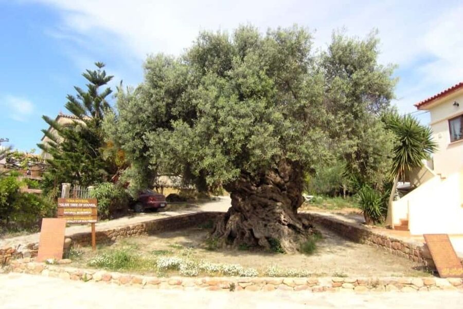 Chania Area: Food Tasting Tour with Winery Visit & Swim Stop - The oldest olive tree at Vouves