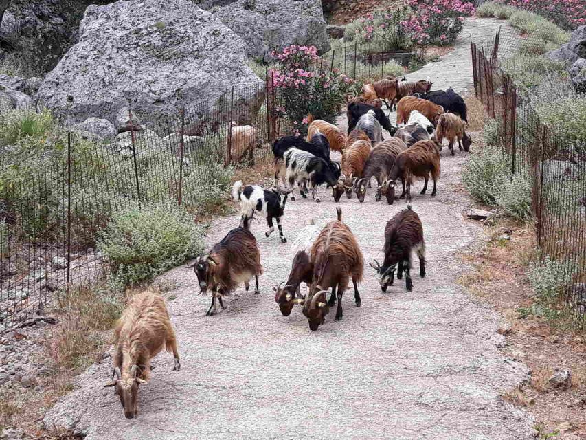Chania: Balos and Falassarna Tour with Loungers and Lunch - Who should book this day trip?