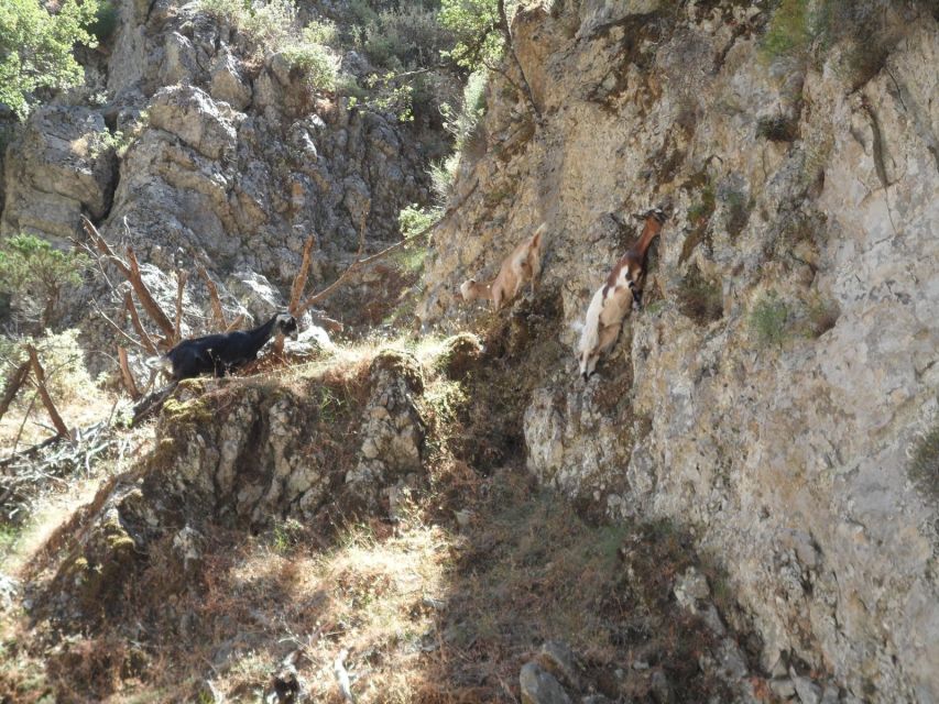 Chania: Imbros Gorge and Libyan Sea Day Tour - What the $36 price really covers