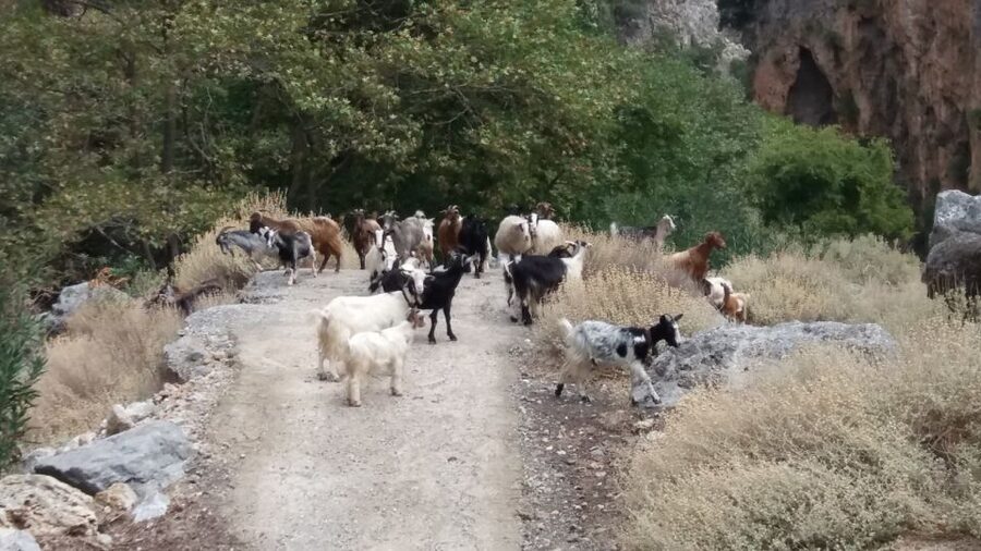 Chania: Milia Mountain Tour w/Lunch Olive Oil/Wine Tastings - Who will get the most from this tour?