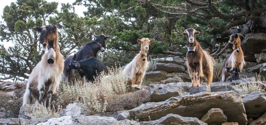 Chania: White Mountains Safari Tour with Lunch and Tastings - Final verdict: is this Chania tour worth booking?