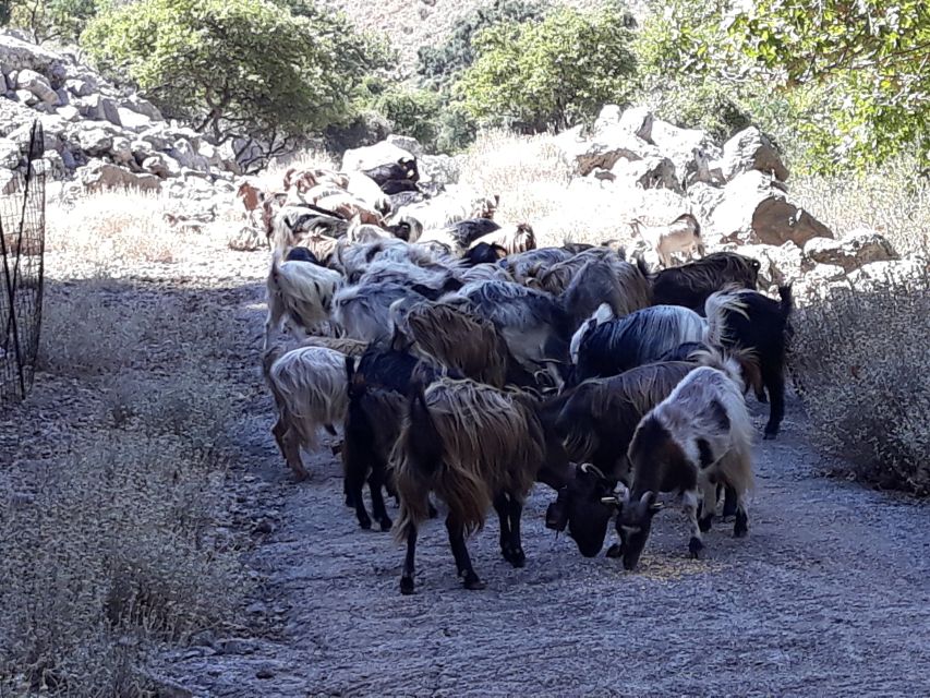 Chania: White Mountains Safari Tour with Lunch and Tastings - Sebronas Gorge marks the rougher part of the day