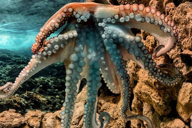 Corfu Aquarium Ticket with Tour Included - Why the guide matters more than the size