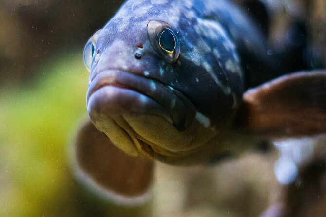 Corfu Aquarium Ticket with Tour Included - A short visit that fits neatly into a Corfu day