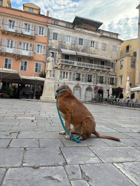 Corfu: Dog Sightseeing Tour - Why This Corfu Walk Feels Different