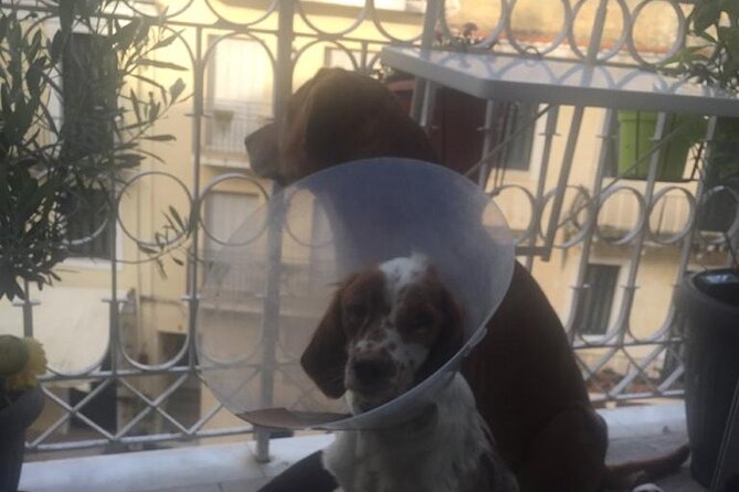 Corfu Old Town Guide Tour with Dog or City with 4 paws - A Gentle Introduction to Corfu Old Town