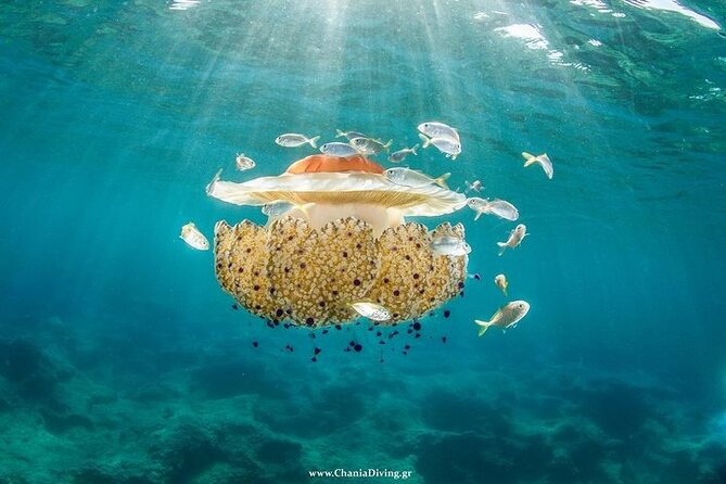 Crete-Chania: Snorkeling & Scuba Dive for Beginners by Boat - The open-water scuba session at 9 to 10 meters