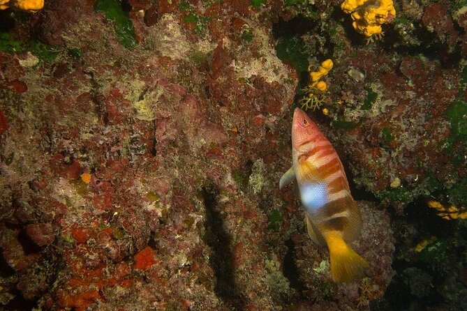 Crete-Chania: Snorkeling & Scuba Dive for Beginners by Boat - The crew is the main reason to book
