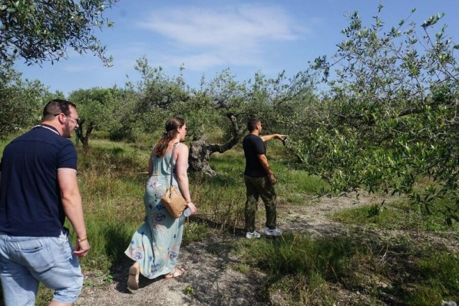 Crete: Full-Day Cretan Wines, Olive Oil, Raki and Food Tour - The $141 price and what you receive