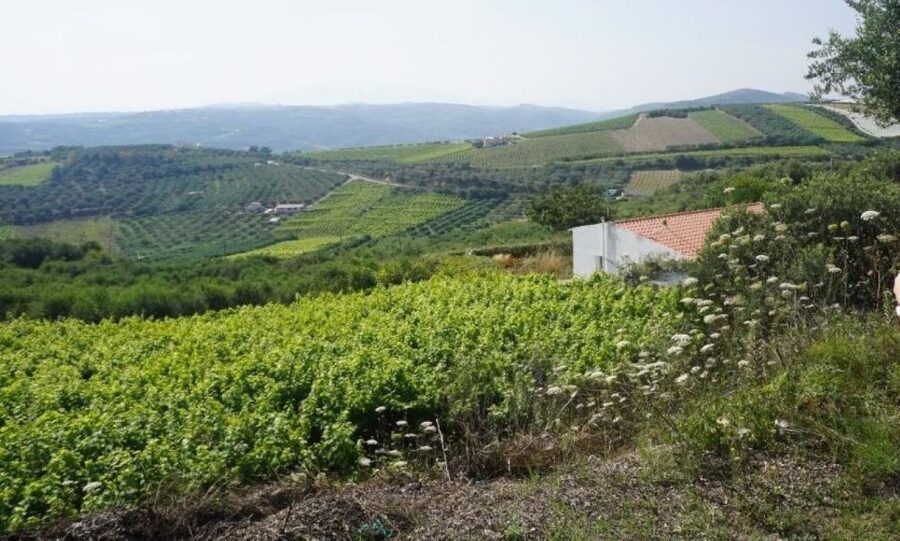 Crete: Full-Day Cretan Wines, Olive Oil, Raki and Food Tour - Group size, transport, and the pace of the day