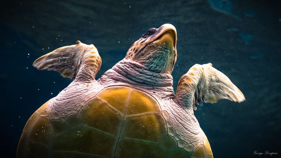 Crete: Heraklion Center, Local Market and Creta Aquarium - Who should book this Crete excursion?