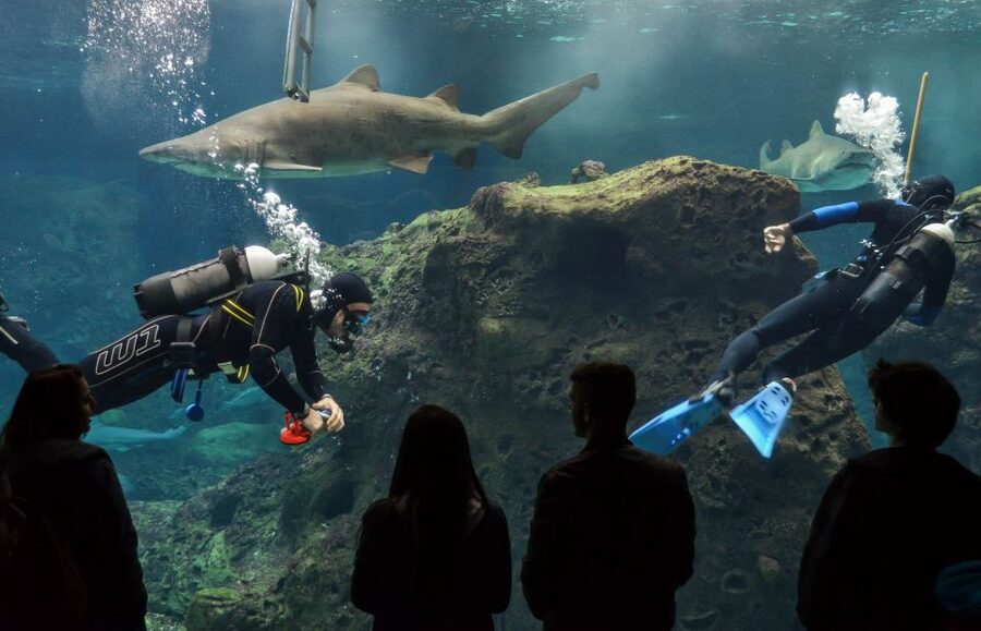 Crete: Heraklion Center, Local Market and Creta Aquarium - Cretaquarium: sharks, turtles, and glowing jellyfish