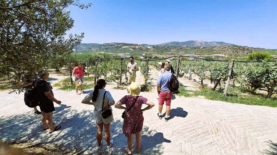 Crete: Knossos Palace, Winery & Olive Oil Tour with Lunch - Why this six-hour tour works so well