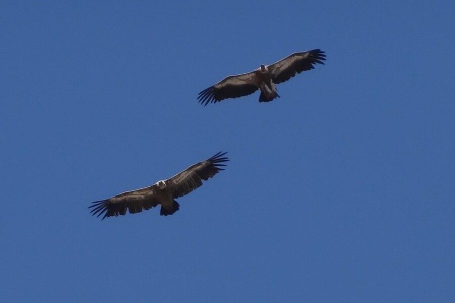 Crete: Land Rover Safari on Minoan Route - Lunch at a local taverna on the Lassithi Plateau