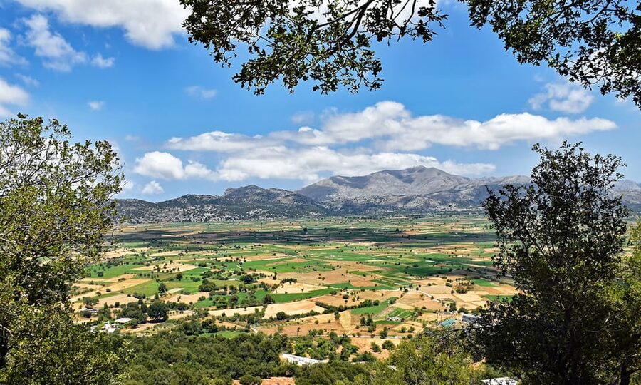 Crete: Lasithi Plateau & Knossos Palace Day Trip - Krasi and its giant plane tree