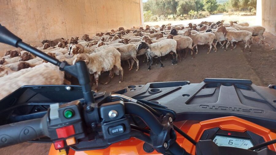 Crete: Off-Road Quad Safari with Lunch/Dinner - Milatos Cave and a short walk through history