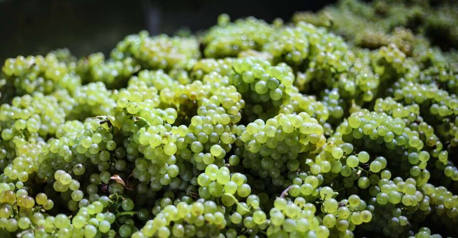 Crete: Olive, Wine, & Raki on a Flavorful Culinary Journey - Should you book this Cretan tasting tour?