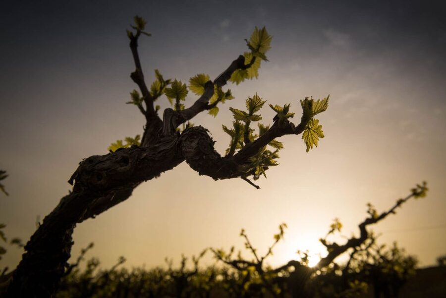 Crete: Olive, Wine, & Raki on a Flavorful Culinary Journey - Stironas, raki, and the rakokazano