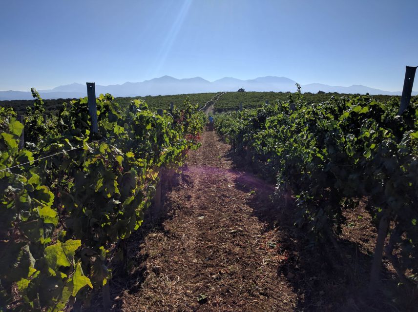 Crete: Olive, Wine, & Raki on a Flavorful Culinary Journey - Archanes and the final village stop
