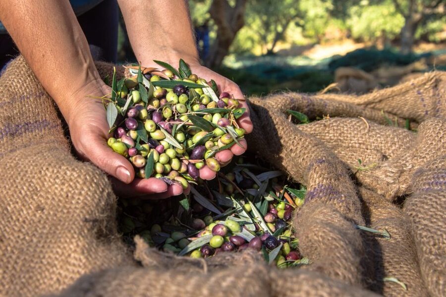 Crete: Olive, Wine, & Raki on a Flavorful Culinary Journey - Guides, group feel, and transport