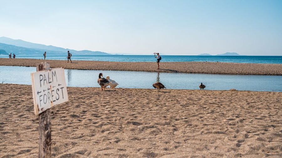 Crete: Preveli Tropical Beach and Palm Forest - Who should book this Preveli excursion?