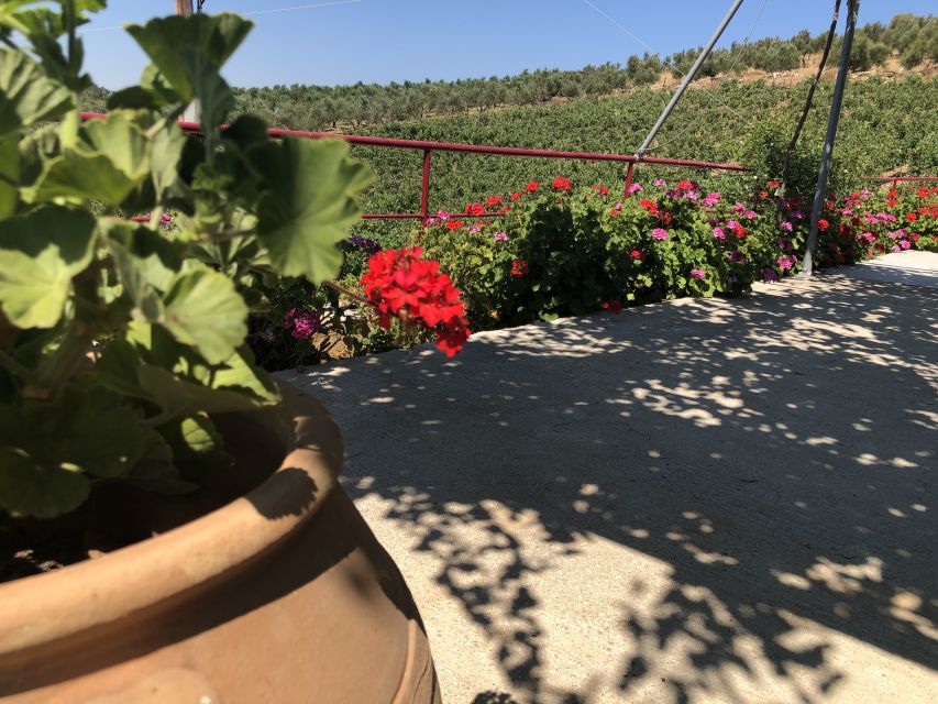 Crete Private Tour: The Secrets of Wine, Olives & Honey - Key points to know before you book