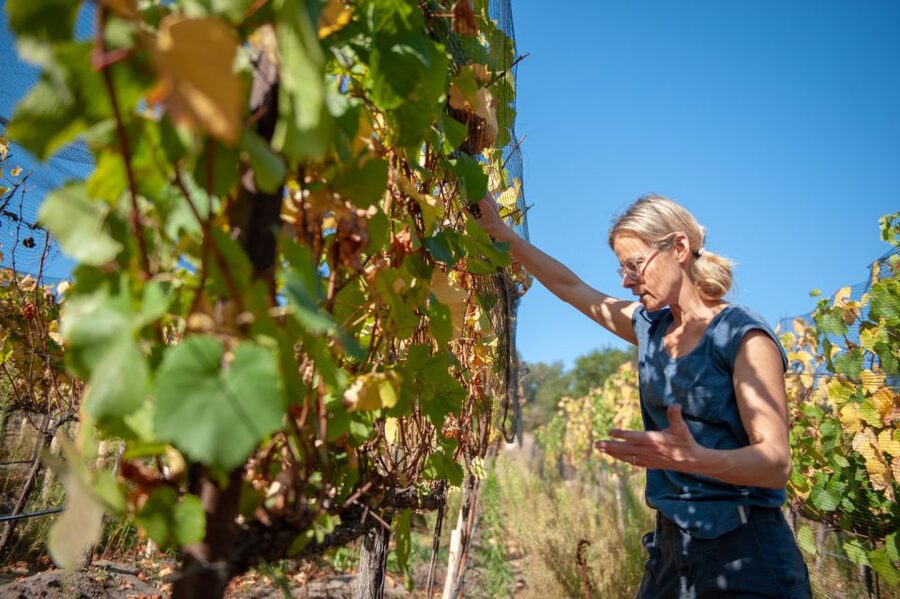 Crete Private Tour: The Secrets of Wine, Olives & Honey - Why this private Crete day works well