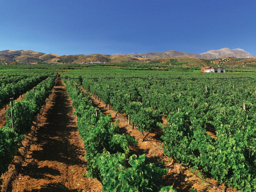 Crete Private Tour: The Secrets of Wine, Olives & Honey - Apithano Honey Factory and the work of bees
