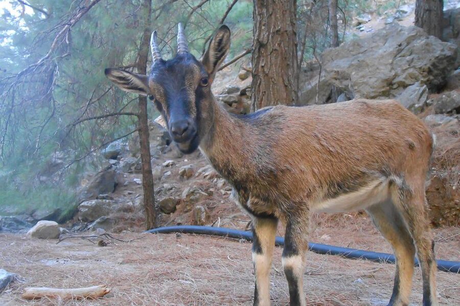 Crete: Samaria Gorge Hiking with transfer and expert Escort - Guide Support and Organization