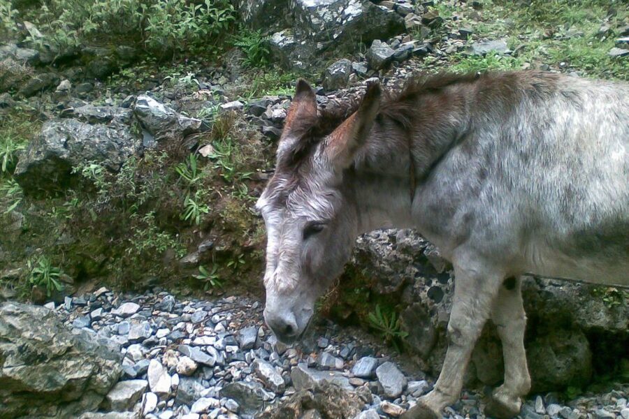 Crete: Samaria Gorge Hiking with transfer and expert Escort - Should You Book the Samaria Gorge Tour?